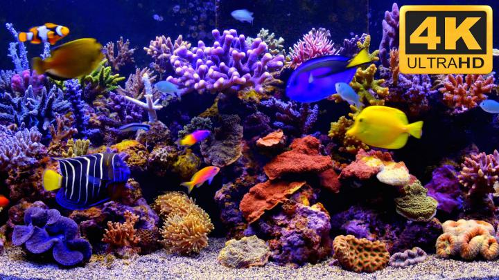 Saltwater Fish Wallpaper (58+ images)