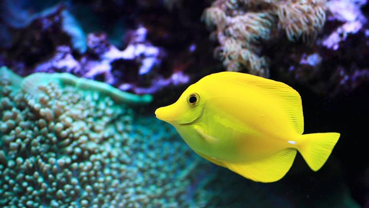 Download Saltwater Fish Wallpaper Gallery