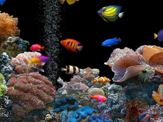 [34+] HD Saltwater Fish Wallpaper 