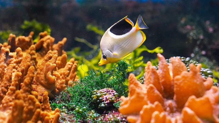 Saltwater Fish Wallpaper (58+ images)