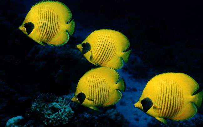 Fish Pictures Ocean Wallpapers Chapter 1 - HD Animal Wallpapers