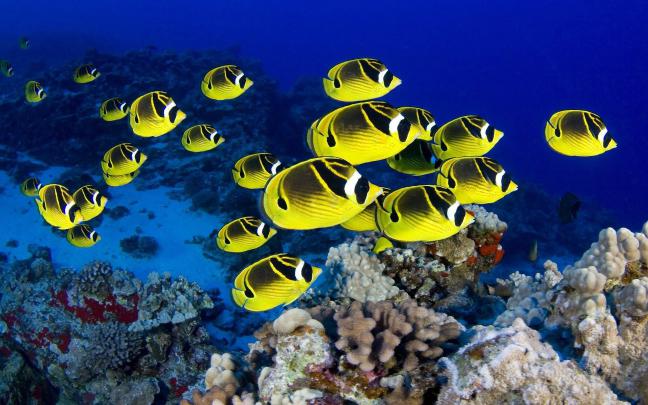 Saltwater Fish Wallpapers Free -