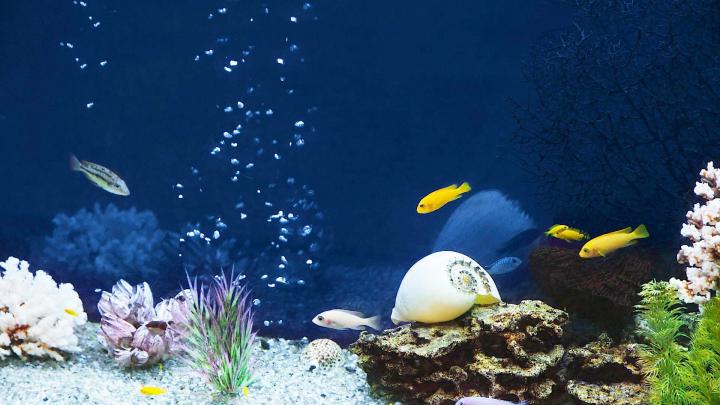 Saltwater Fish Wallpaper (58+ images)