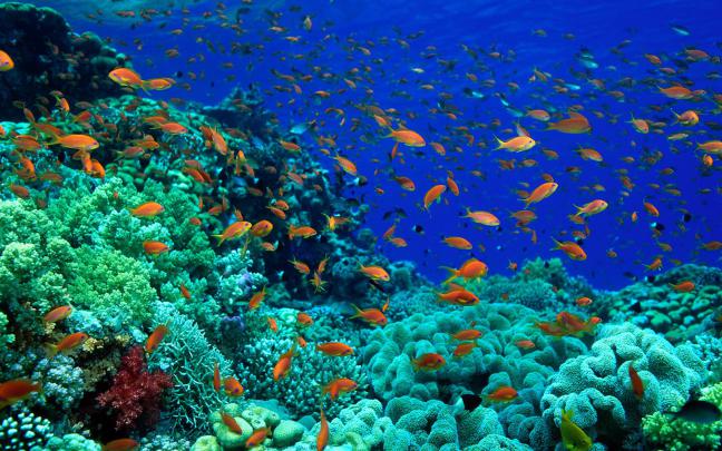 Fish Pictures Ocean Wallpapers Chapter 1 - HD Animal Wallpapers