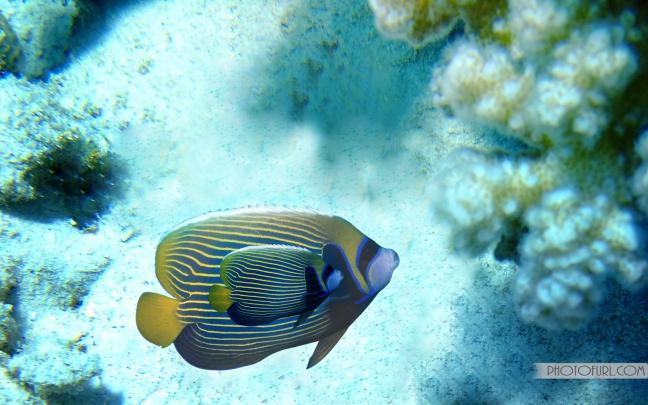Saltwater Fish Desktop Wallpaper -