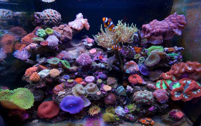 Saltwater Fish Wallpaper (58+ images)