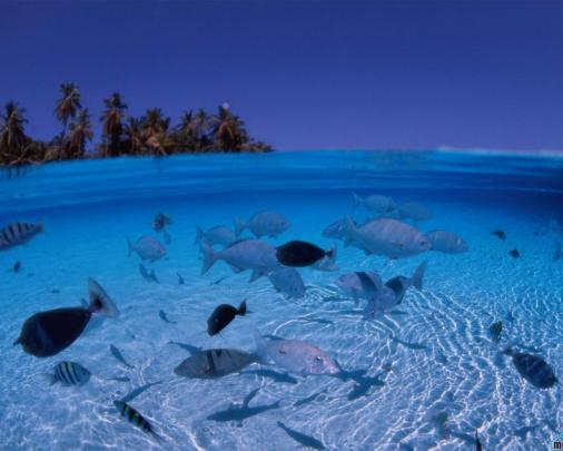 [46+] Saltwater Fish Desktop Wallpaper 