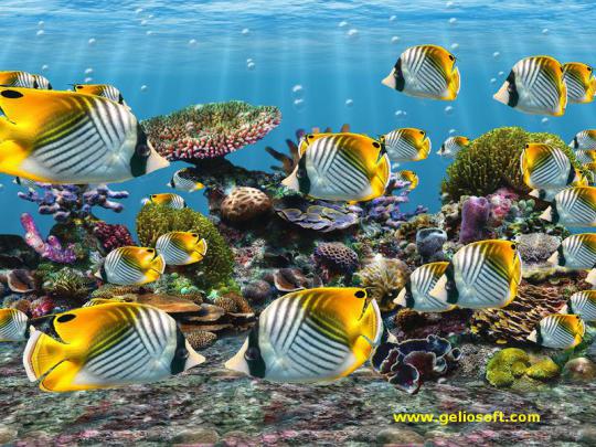 [46+] Saltwater Fish Desktop Wallpaper 