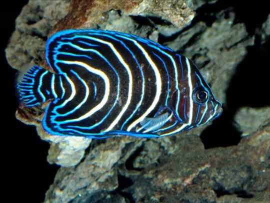 HD Saltwater Fish Wallpaper -