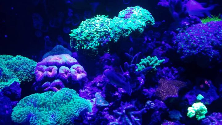 Saltwater Fish Wallpaper (58+ images)