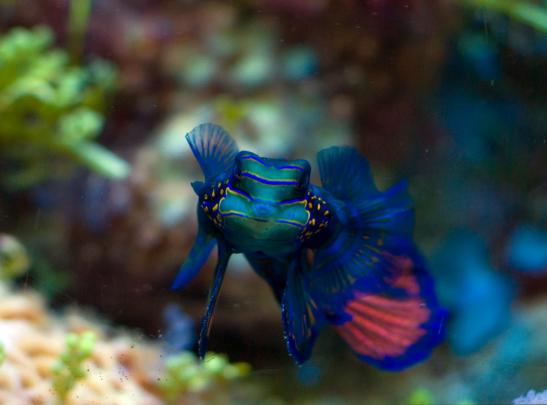 Mandarin Fish Wallpapers Mandarin Pictures - HD Animal Wallpapers