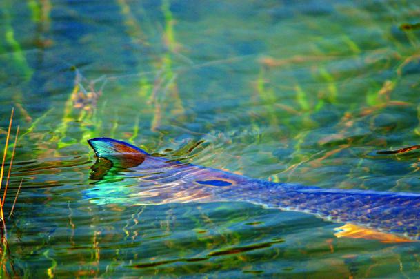Red Fish Wallpapers