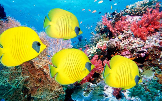 Coral reef life Fish wallpapers - beautiful desktop wallpapers 2014
