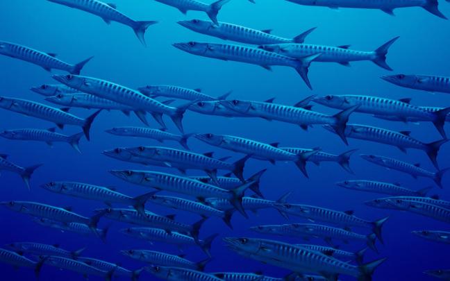 Saltwater Fishing Wallpaper Desktop (62+ images)
