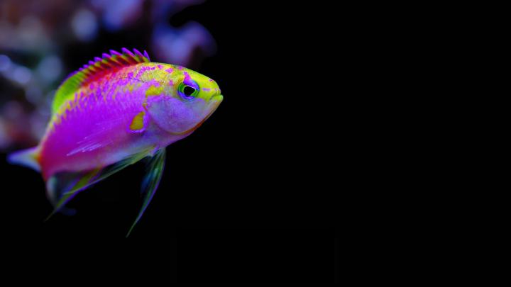 Cool Fish Backgrounds \u00b7\u2460 
