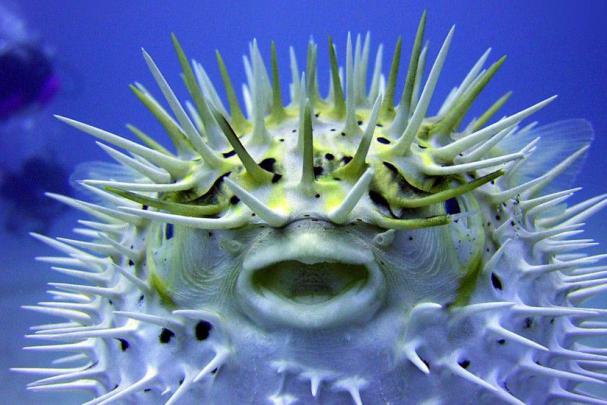 Cool Fish Backgrounds \u00b7\u2460 