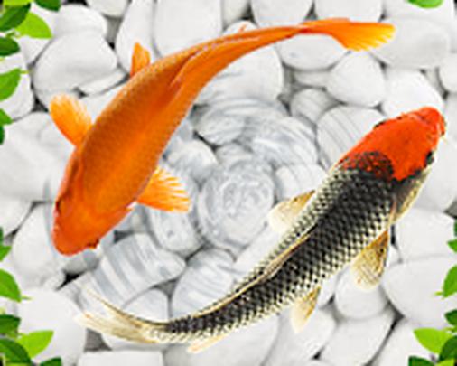 Fish Live Wallpaper 2021 Aquarium Koi Background For Android Apk Download