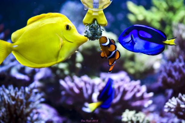 Saltwater Fish Wallpaper (58+ images)