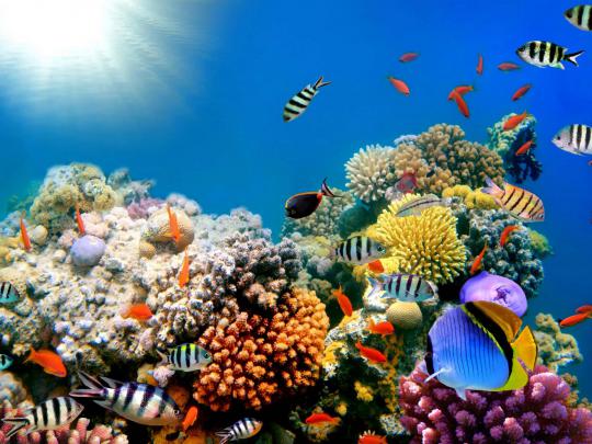 Saltwater Fish Desktop Wallpaper -