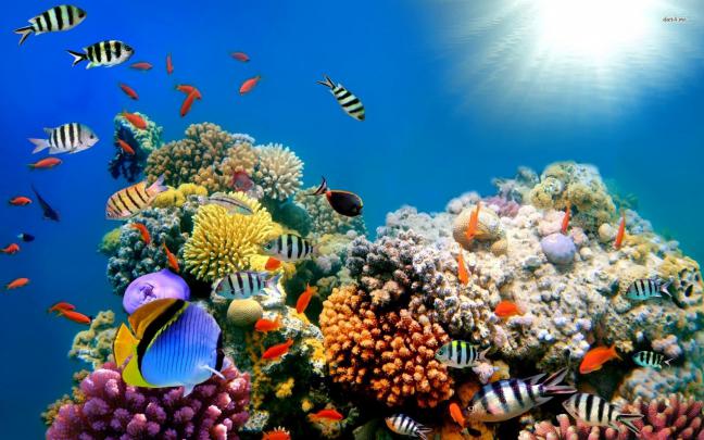 [47+] Saltwater Fish Wallpapers Free 