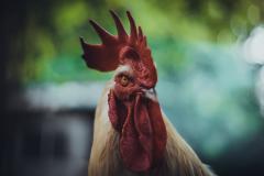 Funny Wallpapers 1920x1080 Full Hd