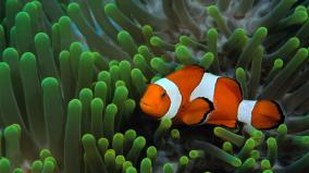 Marine Fish Desktop Wallpaper