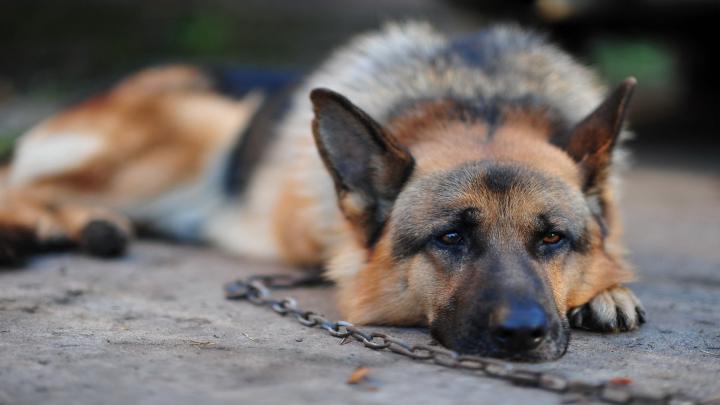 [41+] German Shepherd Wallpaper HD 