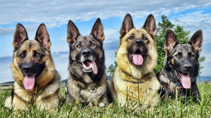 Free download German Shepherd Desktop Background Wallpaper High 