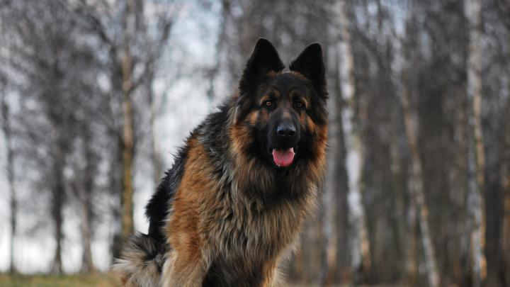Dog German Shepherd Wallpapers (73+ images)
