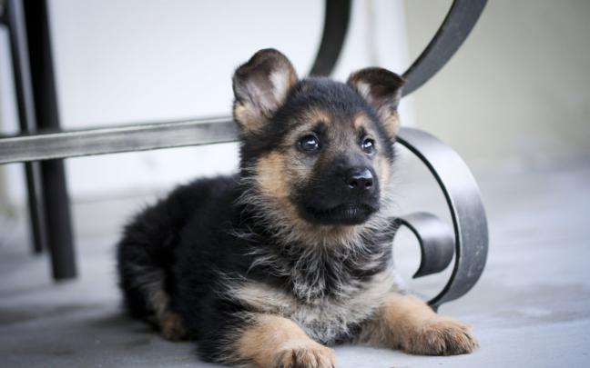 German Shepherd Dog Wallpaper -