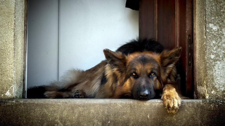 Dog German Shepherd Wallpapers (73+ images)