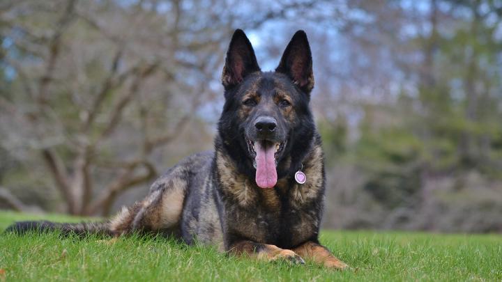 German Shepherd Wallpaper (78+ images)