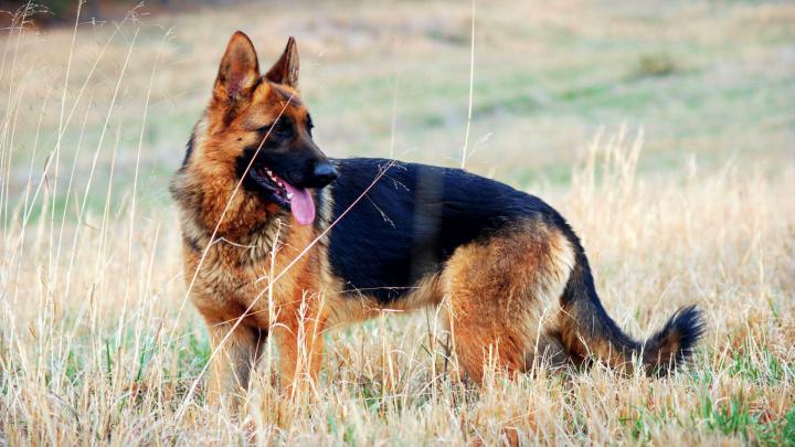 Free download German Shepherd Dog Wallpapers HD Download [1920x1080 