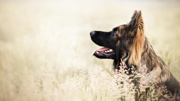 Dog German Shepherd Wallpapers (73+ images)