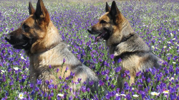 German Shepherd Wallpapers for Desktop -