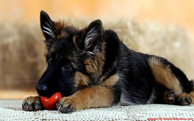 [41+] German Shepherd Wallpaper HD 