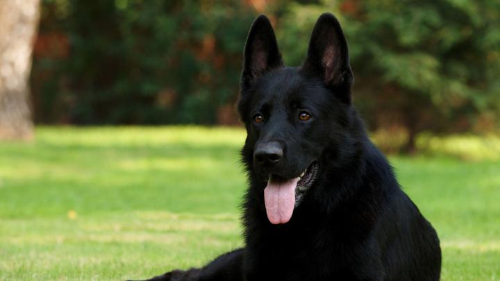 Download Wallpaper 1920x1080 black shepherd, german shepherd, grass 
