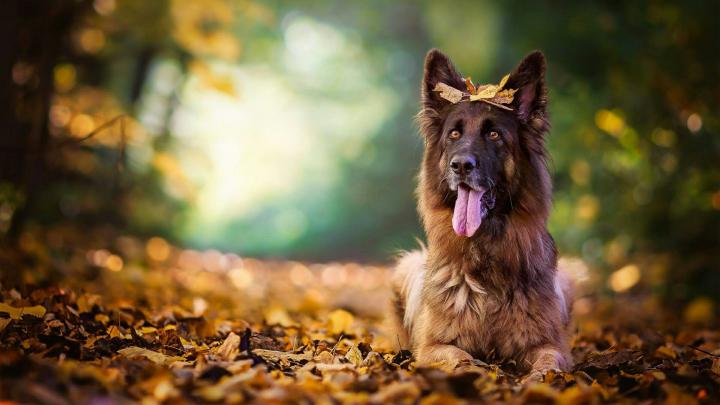 German Shepherd Dog Wallpapers - Top Free German Shepherd Dog 