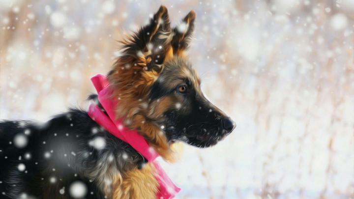 German Shepherd Puppies Wallpapers - Top Free German Shepherd Puppies 