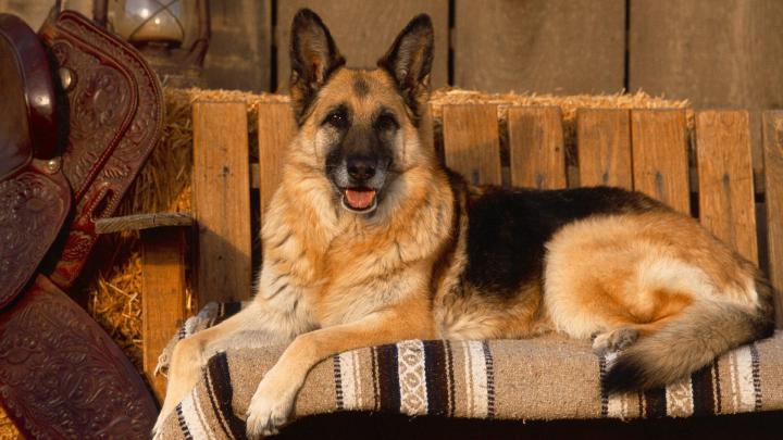 country canine german shepherd 1920x1080 wallpaper High Quality 