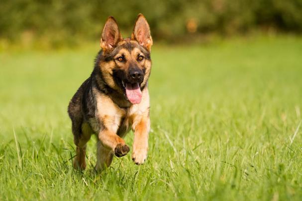 [74+] German Shepherd Wallpaper 
