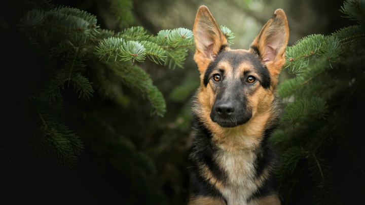 German Shepherd Dog Wallpapers - Top Free German Shepherd Dog 
