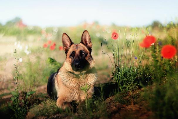 German Shepherd Dog Wallpapers - Top Free German Shepherd Dog 