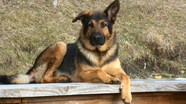 Dog German Shepherd Wallpapers (73+ images)