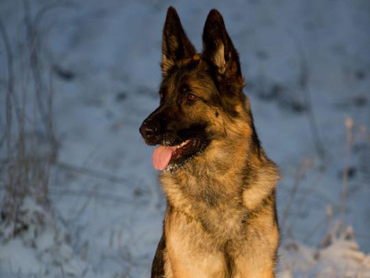 [41+] German Shepherd Wallpaper HD 