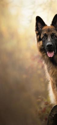 German Shepherd Dog Wallpapers - Top Free German Shepherd Dog 