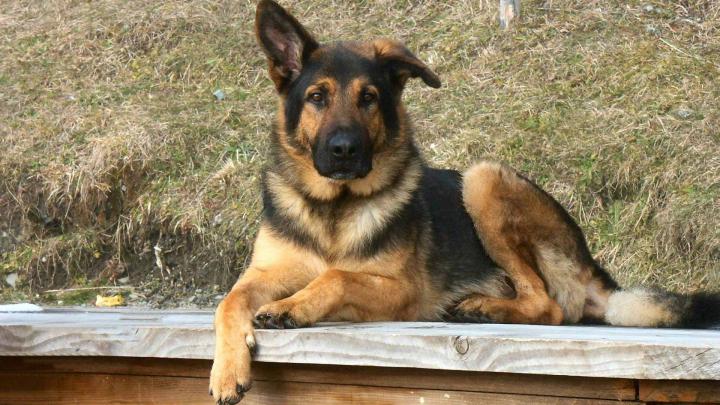 German Shepherd Dog Wallpaper - High Definition, High Resolution HD 