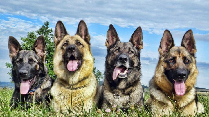 1920x1080 German Shepherd 4 Laptop Full HD 1080P HD 4k Wallpapers 