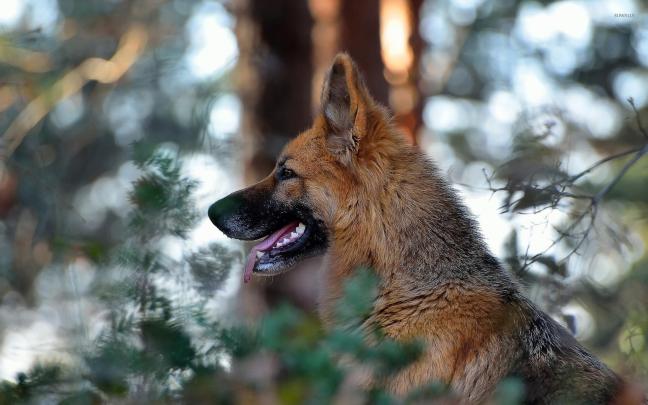 Attentive German Shepherd in the forest wallpaper - Animal wallpapers 