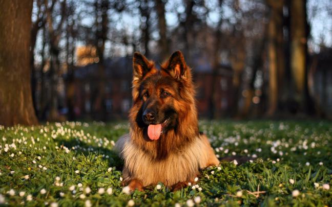 Free German Shepherd Wallpaper Pictures -